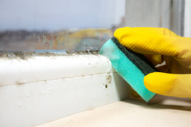 Best Basement Mold Remediation in Zwolle, LA