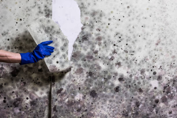 Best Preventive Mold Services in Zwolle, LA