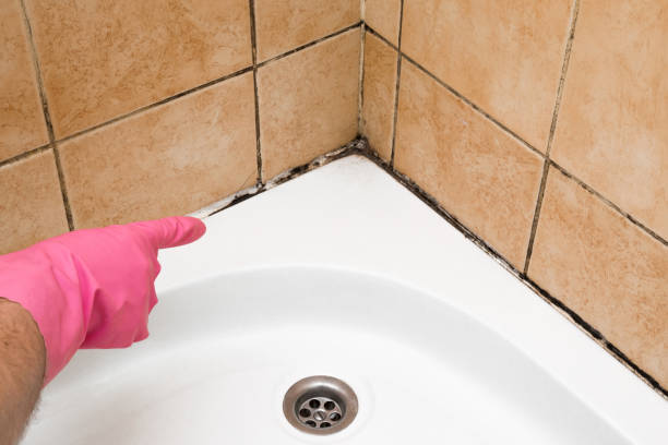 Best White Mold Remediation in Zwolle, LA